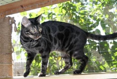 Charcoal marble bengal boy available parents tested ●○●○●○●○●○● #bengalcat #bengal #bengalkittenforsale #bengalomania #bengalcatforsale #bengalworld #silverbengal #charcoalbengal #snowbengal #benn24 #benns24 #kitty #kittens #bengalofinstagram #bengaline #kätzchen #cattery. Пепелява бенгалска котка / Charcoal Bengal Cat | Bengal ...
