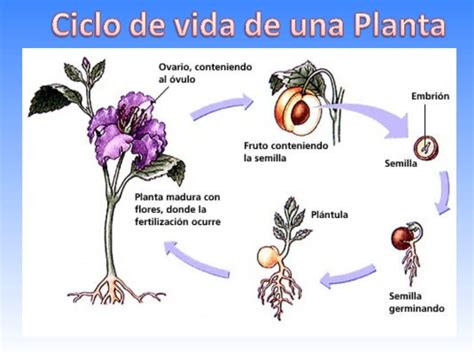 Ciclo De Vida De Las Plantas