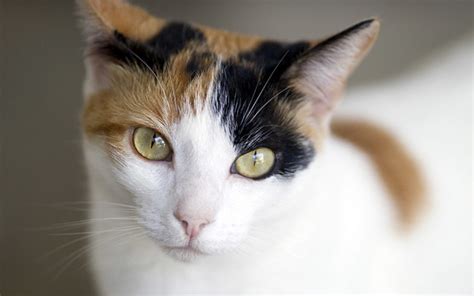 20 Things You Didnt Know About Calico Cats