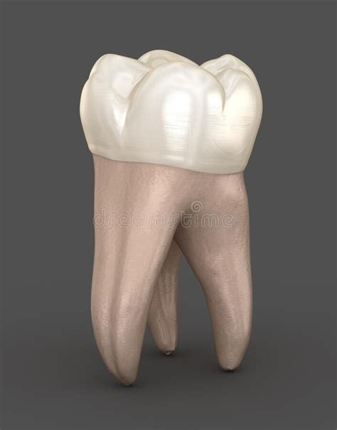 Molar Tooth Dental Anatomy Molars Free Illustrations Lobes Teeth