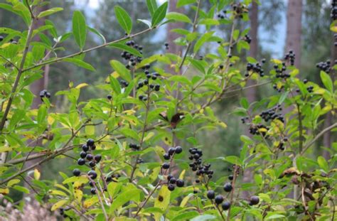 Wann ist die beste zeit, um ihren liguster im garten zu pflanzen? Liguster, Ligustrum vulgare