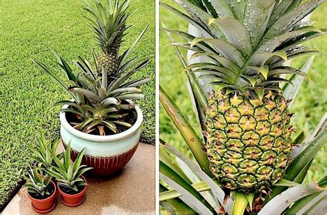 How To Grow A Pineapple In A Pot The Plant Guide Container