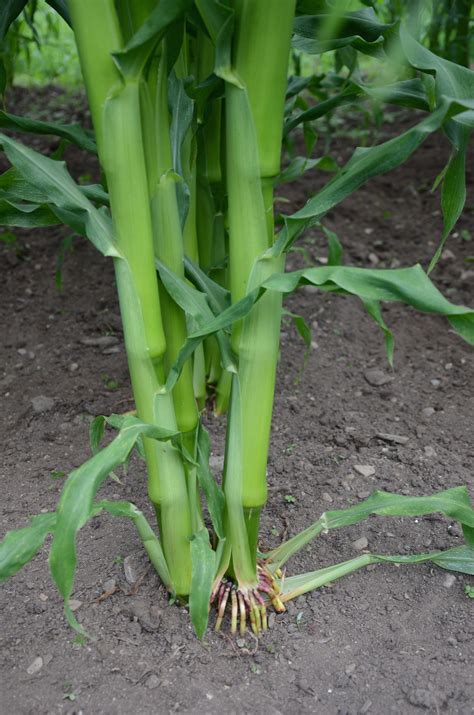 Growing Sweet Corn Heres How To Keep Your Stalks From Toppling The