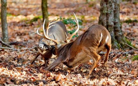 How Often Do Bucks Check Their Scrapes Hunting Note