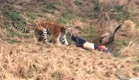 Terrifying Footage Released Of Three Tigers Mauling A Man To Death