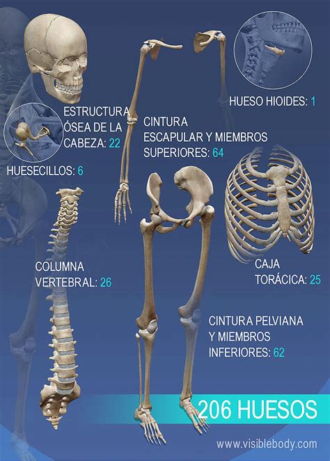 Aprenda Anatomía Del Esqueleto Reseña General Del Esqueleto