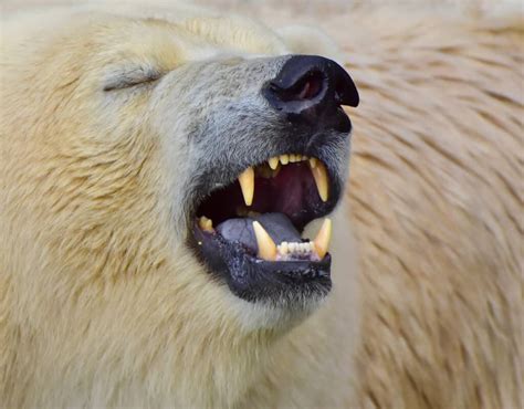 Polar Bear Teeth Everything You Need To Know Az Animals