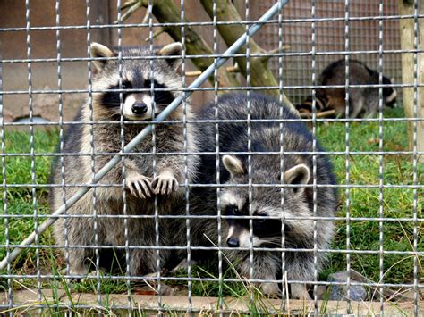 Free Images Wildlife Zoo Fur Mammal Fauna Enclosure Raccoon