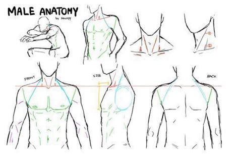 Anatomy Drawing Male Drawing Male Anatomy Guy Drawing Drawings
