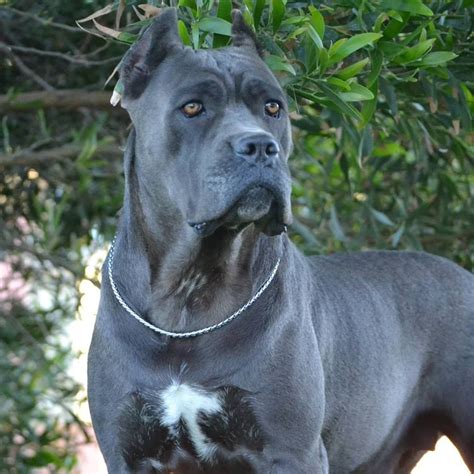 Blue Cane Corso Puppies For Sale In California Gestush