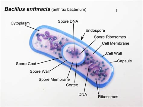 Bacillus Anthracis Anthrax Microbiology Laboratory Turkey