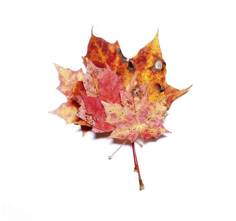 Autumn Maple Leaves Isolated Stock Image Image Of Season Yellow