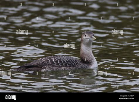 Juvenile White Billed Diver On The River Witham Stock Photo Alamy
