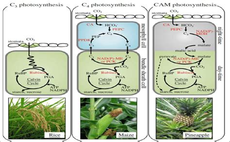 Pathway Difference In C3 C4 And Cam Plants Sources