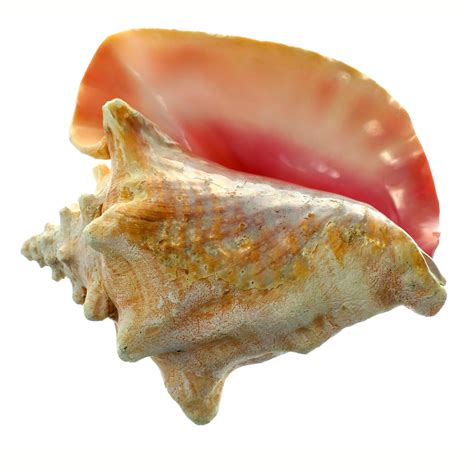 6 Pack Us Shell Large Conch Shell Michaels