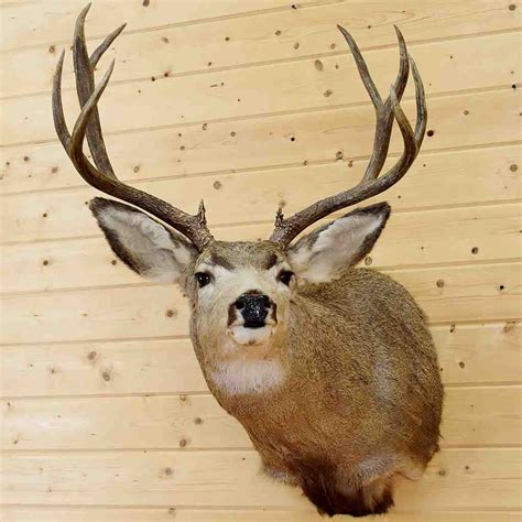 Mule Deer Shoulder Mount Sw5200 At Safariworks Taxidermy Sales