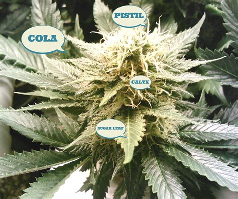 They come in all kinds of shapes and colors so that bees, birds and other pollinators will be attracted to the flower. What Are The Different Parts Of Marijuana Buds: Cannabis ...