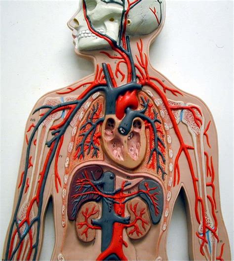 Share blood vessels of dissected cat. Blood vessels 7