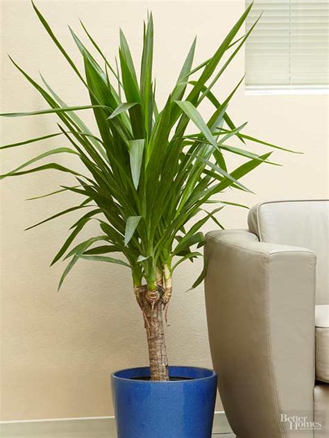 Yucca cane is a vertical plant that provides instant living decor to your home. Indoor Trees that Spruce Up Any Space