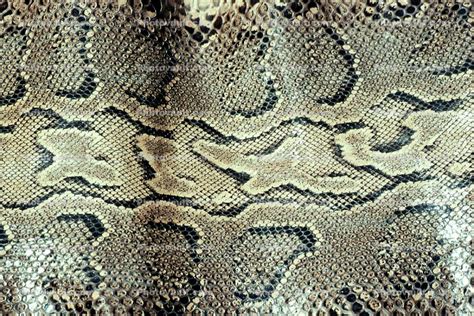 Burmese Python Skin Scales Python Molurus Bivittatus Pythonidae