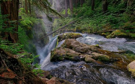 Mountain Stream Waterfall Pine Trees Wooden Bridge Washington