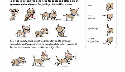 Dog Ear Positions Chart Pitbull