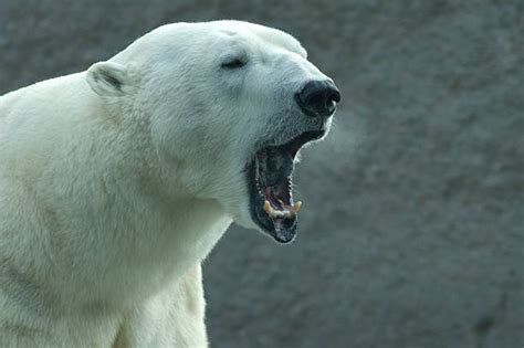 40 Polar Bear Growl Stock Photos Pictures And Royalty Free Images Istock
