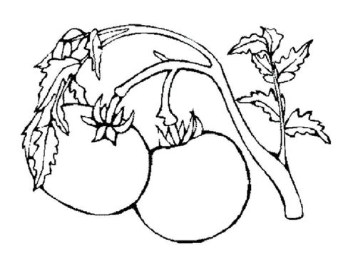 Tomatoes On Tomato Plant Coloring Page Download Print Or Color