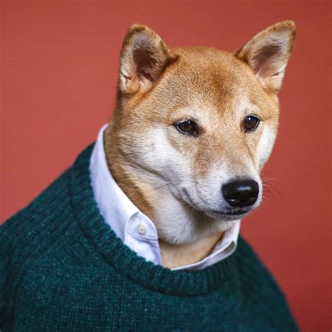 Mensweardog Menswear Dog Dogs Sweater Weather
