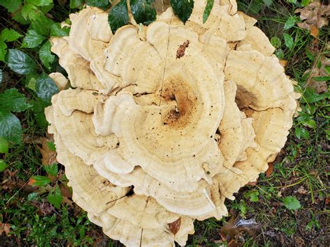 Very Large Shelf Mushroom Found Near Tree In Ma No Underside Shot As