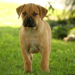 Review how much south african boerboel puppies for sale sell for below. African Boerboel Puppies For Sale - Boerboel Pups ...