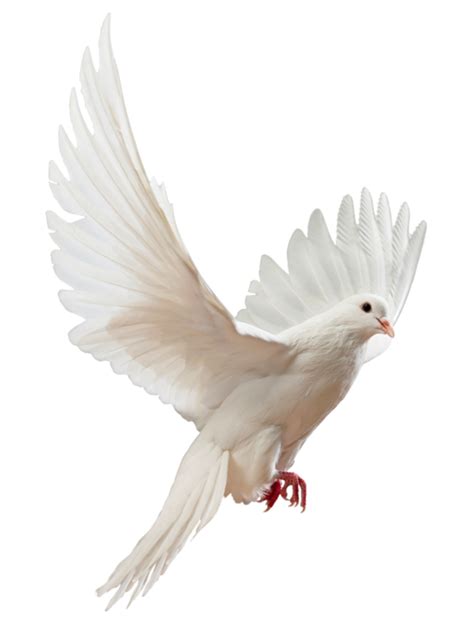 Columbidae Flight Bird Stock Photography Dove Png Download 8001061