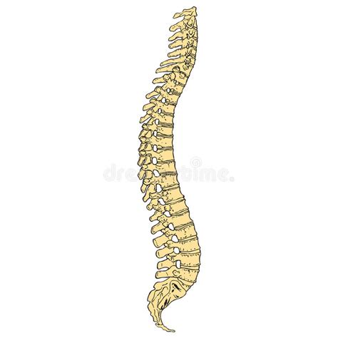 Human Spine Stock Vector Illustration Of Silhouette 20009251