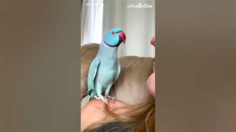 Parrot Kisses Parrot Youtube