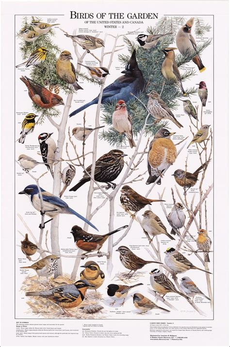 Birds Of The Garden Winter Ii Chart Bird Identification Charts