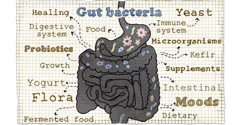 Combat Anxiety Disorder By Regulating Your Gut Health