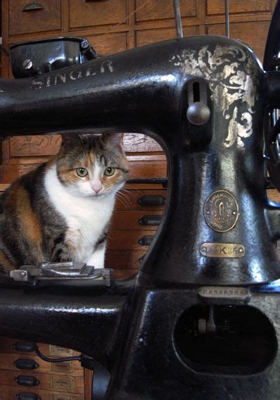 Katsus Cat And His Main Sewing Machine A 1915 Singer