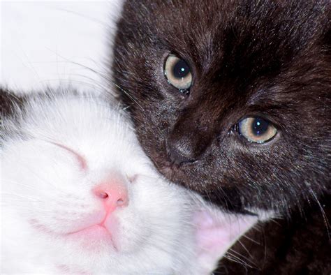 Xem Ngay 1000 ảnh Mèo Cute ôm Nhau Với Hình ảnh đầy Tình Cảm
