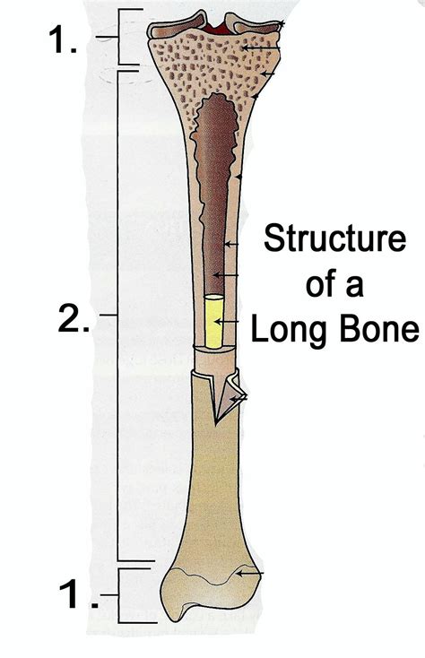 The long bones have a long, central shaft that enlarges at the ends into epiphysis. Diagrams at Penn Foster College - StudyBlue