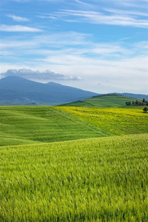 Tuscany Spring Rolling Hills On Spring Rural Landscape Green Fields