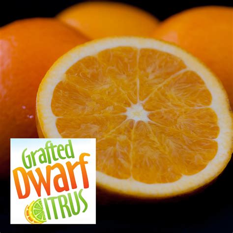 Dwarf Washington Navel Orange Engalls Nursery