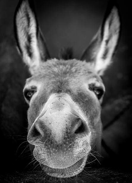 Funny Silly Jackass Donkey Stock Photos Pictures And Royalty Free Images