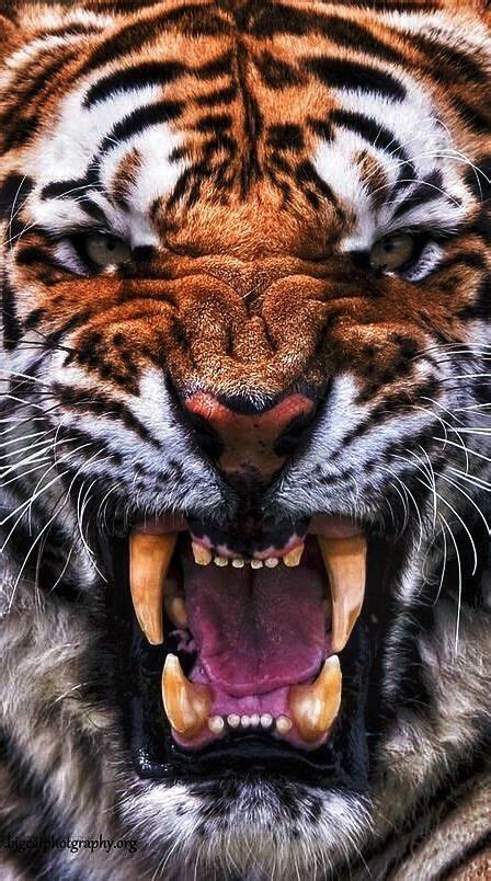Angry Tiger Big Cats Photography Wild Cats Tiger