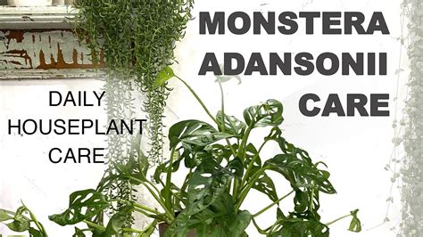 Native to central and south america, parts of southern mexico, and the west indies, monstera adansonii is a species of evergreen tropical vines, part of the araceae plant family. Monstera adansonii Propagating and Care - YouTube