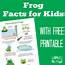 Fun Frog Facts For Kids  Itsybitsyfuncom