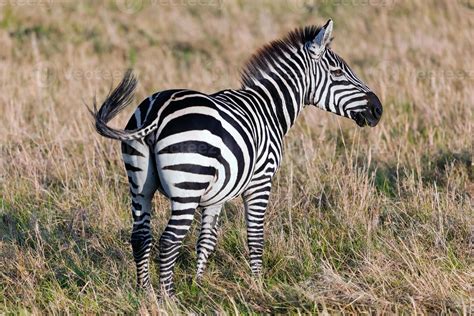 Zebra On African Savanna 7792245 Stock Photo At Vecteezy