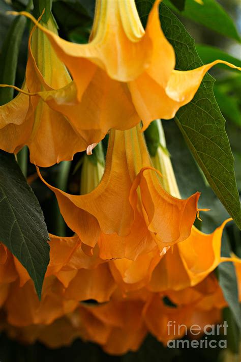 Brugmansia Charles Grimaldi Photograph By Louise Heusinkveld Pixels