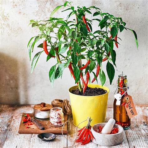 Mands Chilli Plant To Grow And Cook With Chilli Oil And Salt Chilli
