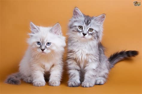 Asians are grouped in the foreign section at cat shows. Siberian Cat Breed | Facts, Highlights & Buying Advice ...