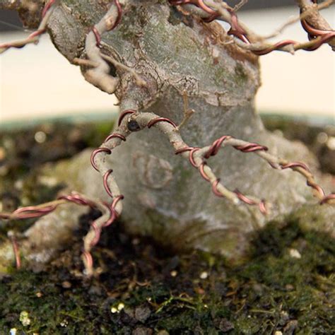 How To Wire A Bonsai Tree Native Sant